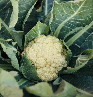 Cauliflower- Early Jesi