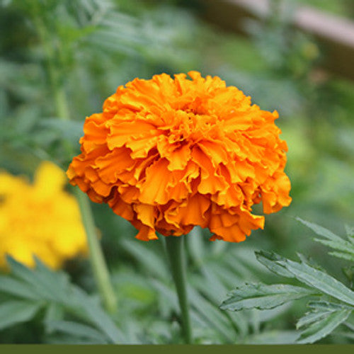 Marigold, African- Crackerjack