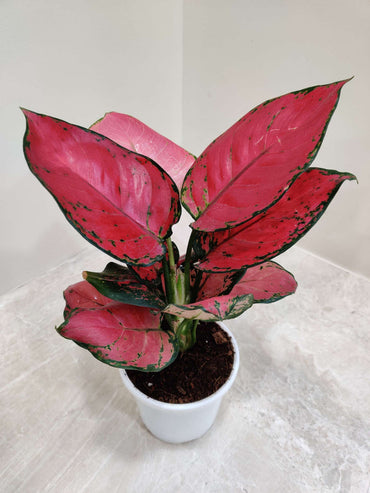 Heirloom Non-GMO Aglaonema Plant Seeds for Planting – Decorative Low-Light Foliage for Indoor Gardens