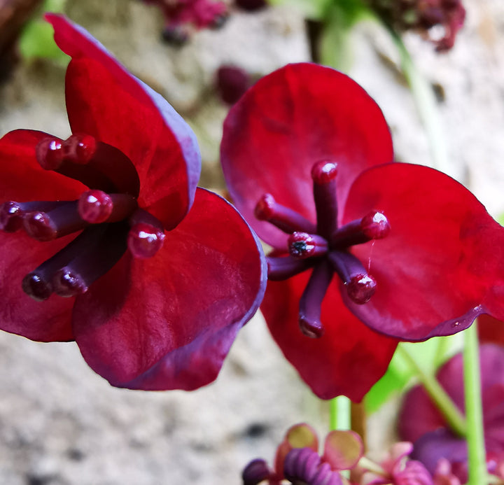 Organic Heirloom Non-GMO Red Akebia Seeds for Planting – Climbing Vine Flowers