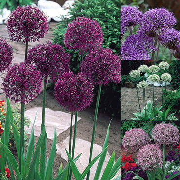 Carefree Allium Collection Seeds