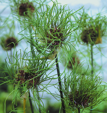 Hair Allium Seeds