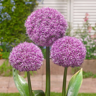 Party Balloons Allium Seeds