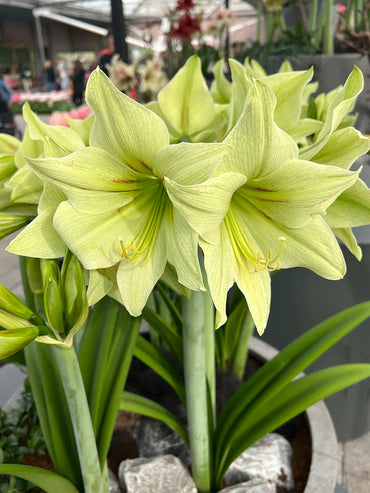 Light Green Amaryllis Flower Seeds – Heirloom, Non-GMO, Elegant Blooms for Garden Planting