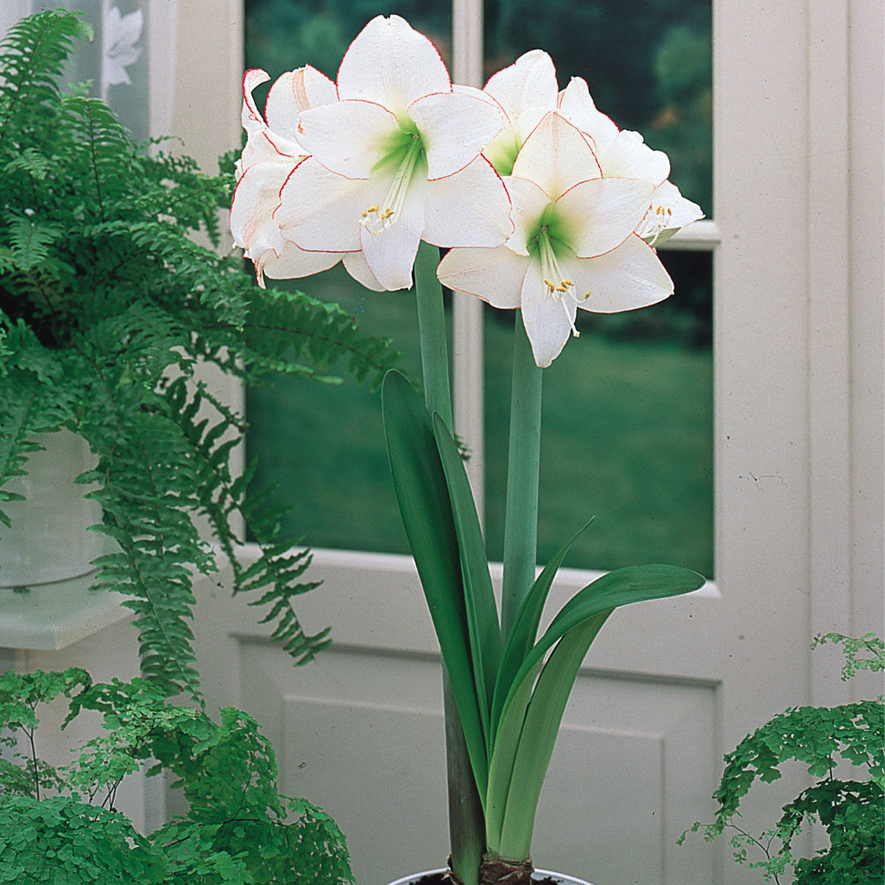 Picotee Amaryllis Seeds