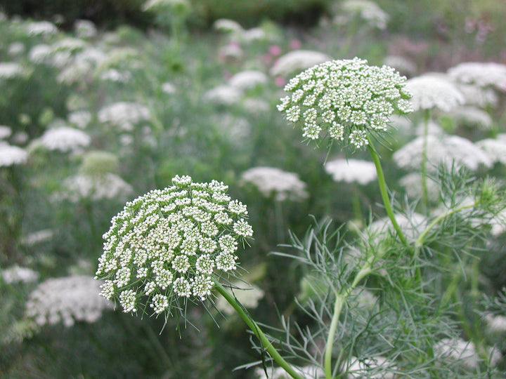 Heirloom Non-GMO Ammi Visnaga Flower Seeds for Planting – Lacy White Medicinal and Ornamental Blooms