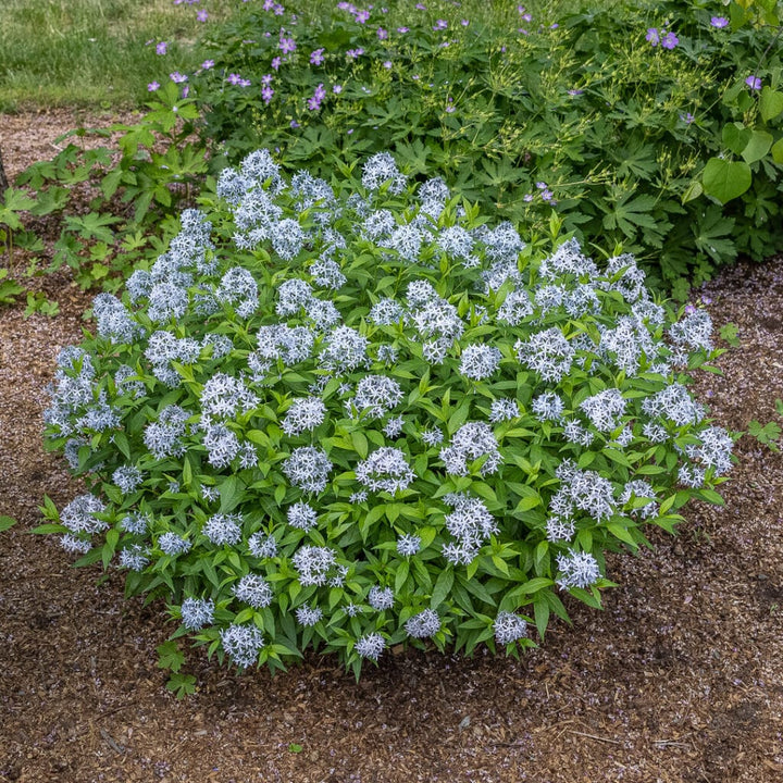 Heirloom Amsonia Flower Seeds, Non-GMO Blue Star Blooms for Low-Maintenance Garden Planting