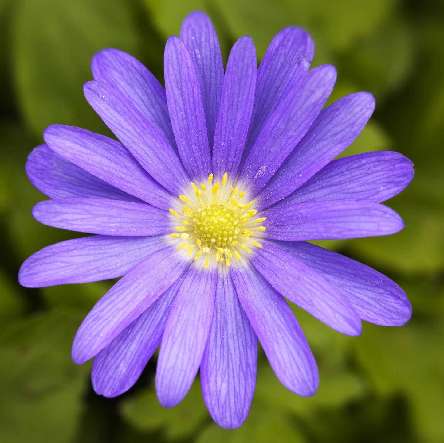 Blue Shades Grecian Windflowers Seeds