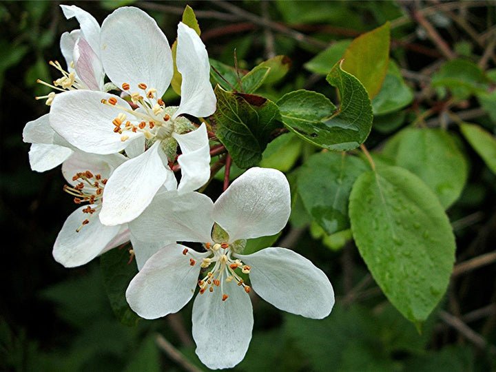 Heirloom Malus Flower Seeds, Non-GMO Ornamental Blooms for Garden Planting
