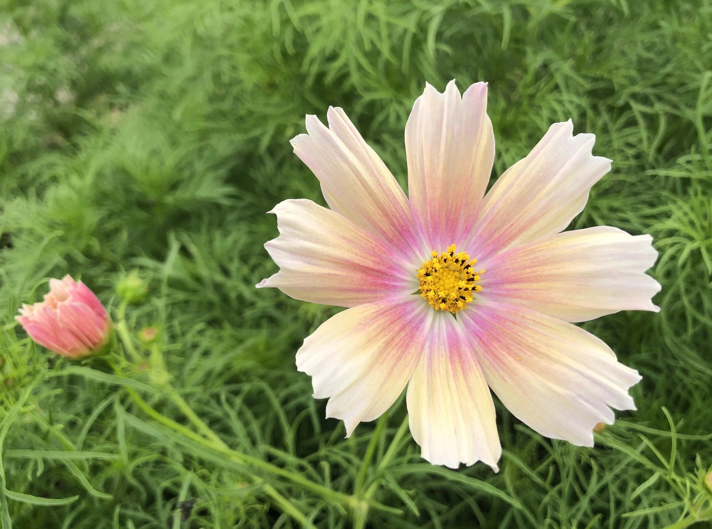 Cosmos- Apricot Lemonade