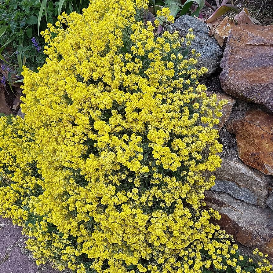 Alyssum Schnell Gold Ground Cover Flower Seeds