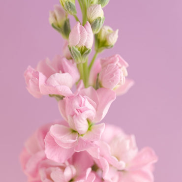 Stock- Giant Column Apple Blossom