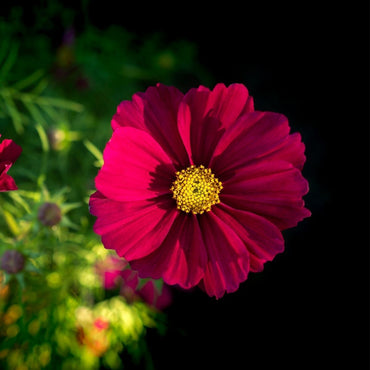 Cosmos- Versailles Red