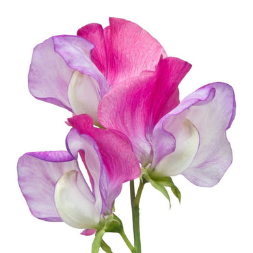 Sweetpea- Enchante