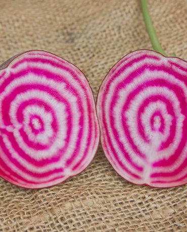 Chioggia Guardsmark – Organic Beet Seed