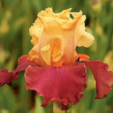 Frimousse Bearded Iris