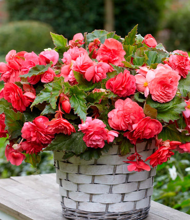Pink Delight Hanging Basket Begonia
