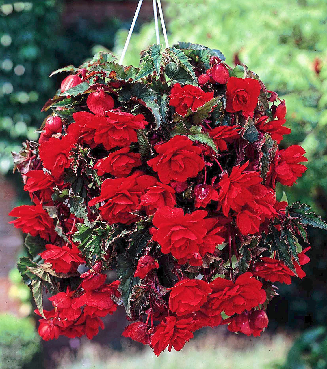 Scarlet Cascade Begonia