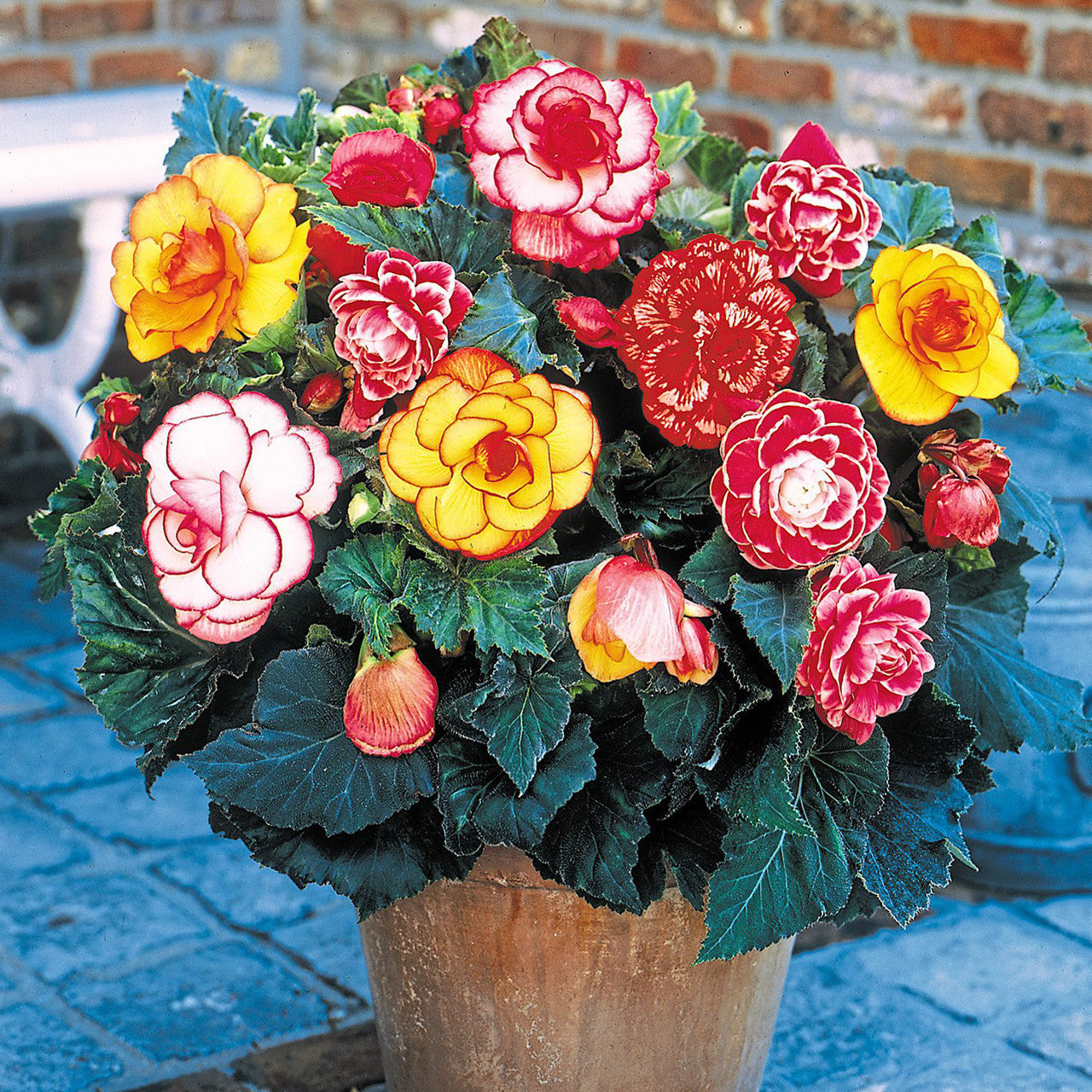Splendide Begonia Mixture