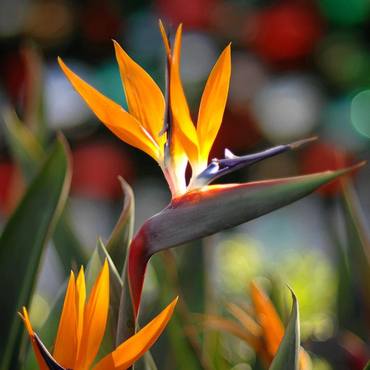 Heirloom Strelitzia Flower Seeds, Non-GMO Bird of Paradise Blooms for Exotic Garden Planting