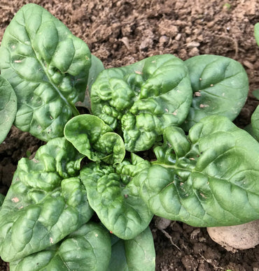Spinach- Bloomsdale Long Standing