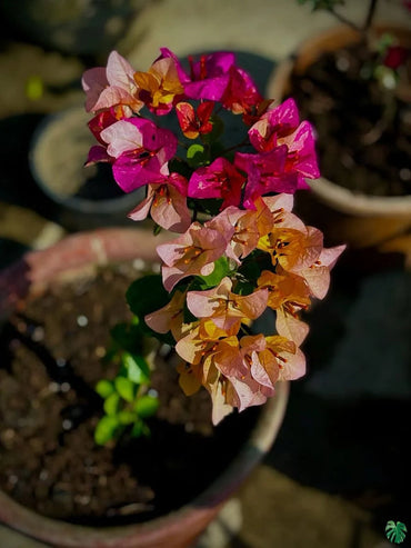 Pink Yellow Bougainvillea Flower Seeds for Planting – Organic, Heirloom & Non-GMO Garden Seeds