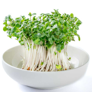 Broccoli – Microgreen Seed