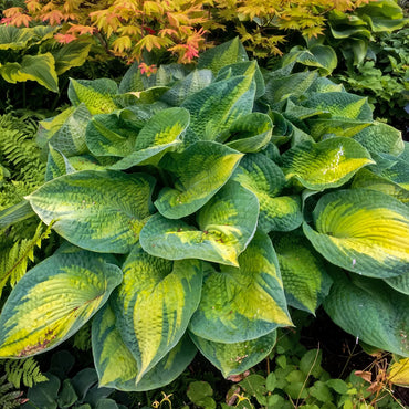 Mighty Mouse Mini Hosta