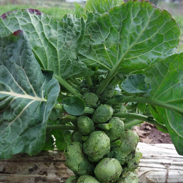 Dagan – Organic Brussels Sprout Seed