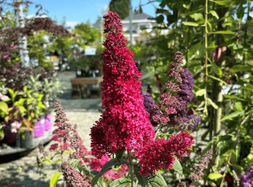Red Buddleia Davidii Seeds for Planting – Attract Pollinators, Non-GMO