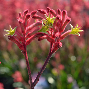 Kangaroo Paw- Red