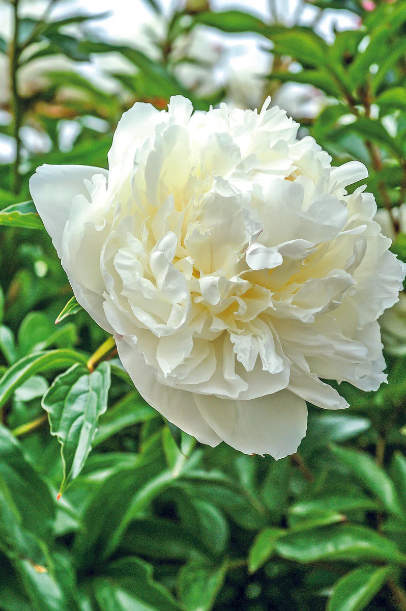 Marie Lemoine Peony