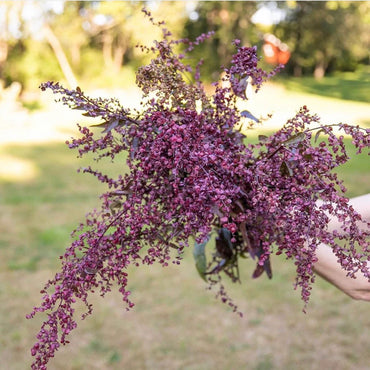 Copper Plume – Organic Atriplex Seed