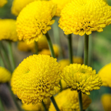 Feverfew- Golden Ball