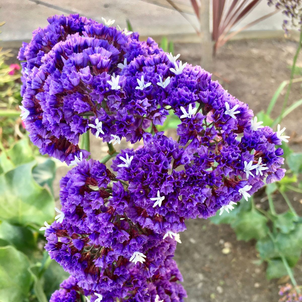 Statice- Purple Attraction