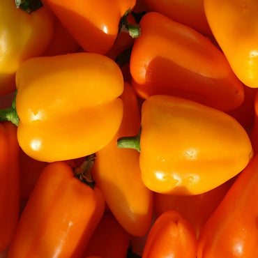 Capsicum Orange Imported Vegetable Seeds