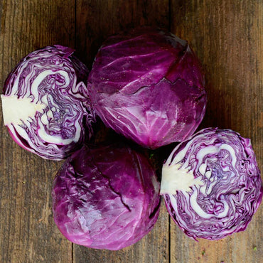 Ruby Perfection – Cabbage Seed