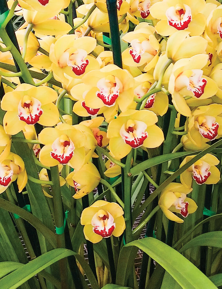 Heirloom Cymbidium Orchid Seeds - Non-GMO Planting Flower Seeds