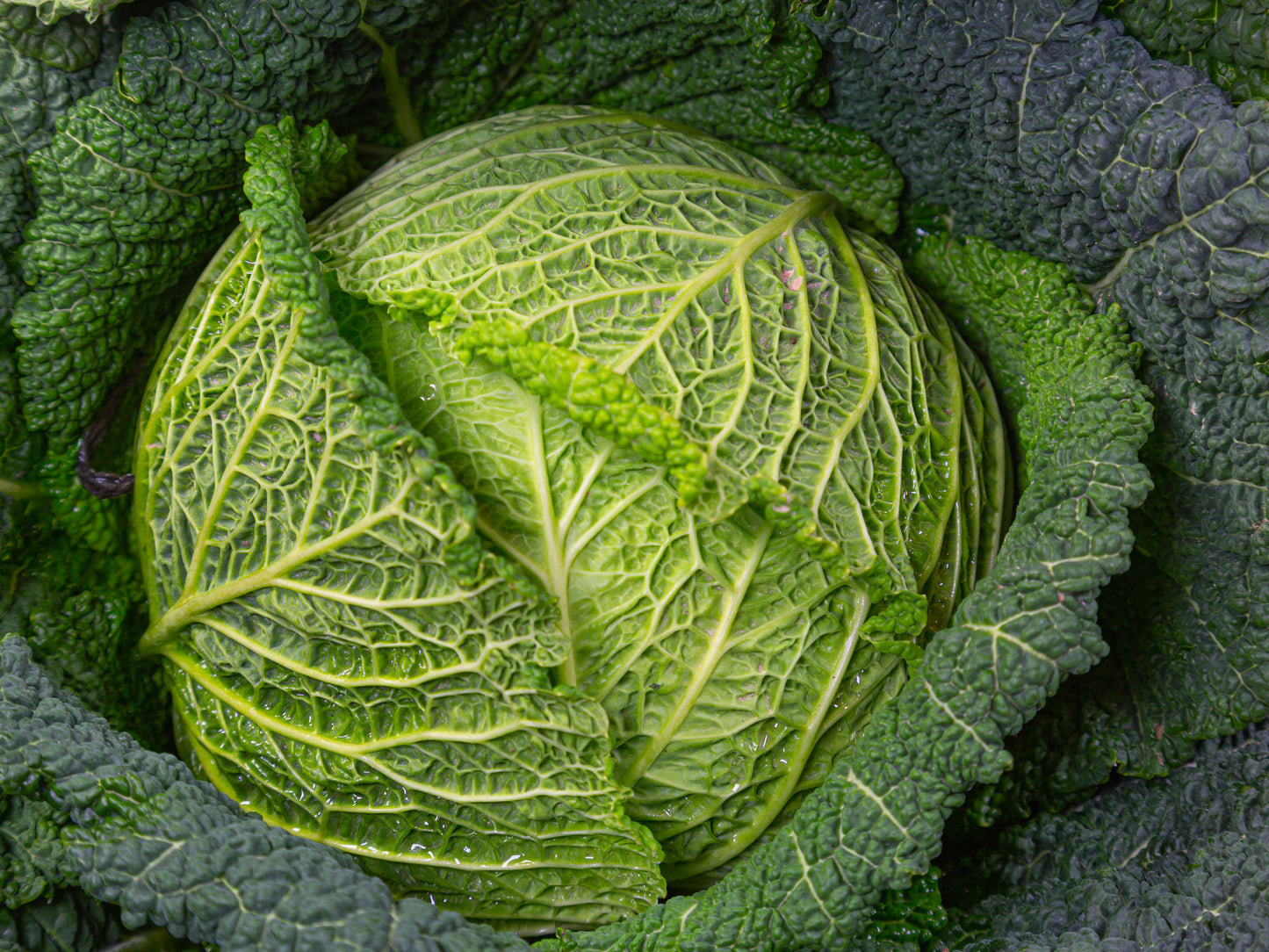 Cabbage, Savoy- Green Vertus
