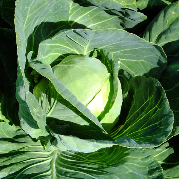 Primo Vantage – Cabbage Seed