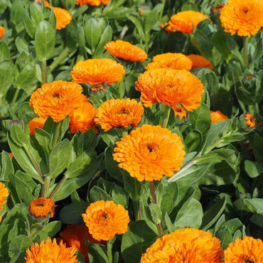 Calendula Marigold Flower Seeds, Heirloom, Non-GMO Seeds for Bright Home Garden Blooms