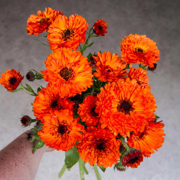 Orange Button – Calendula Seed