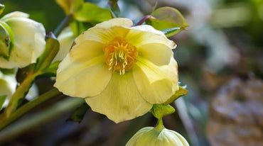 California Dreaming Hellebore