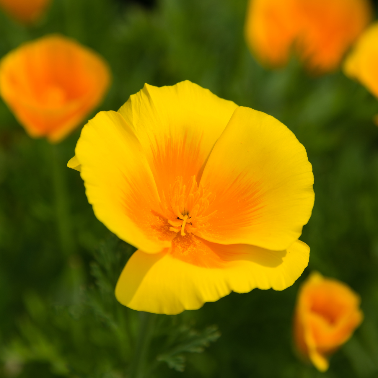 Californian Poppy- Golden West
