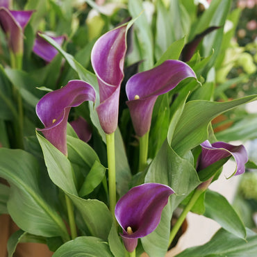 Calla Lily Purple Bulbs