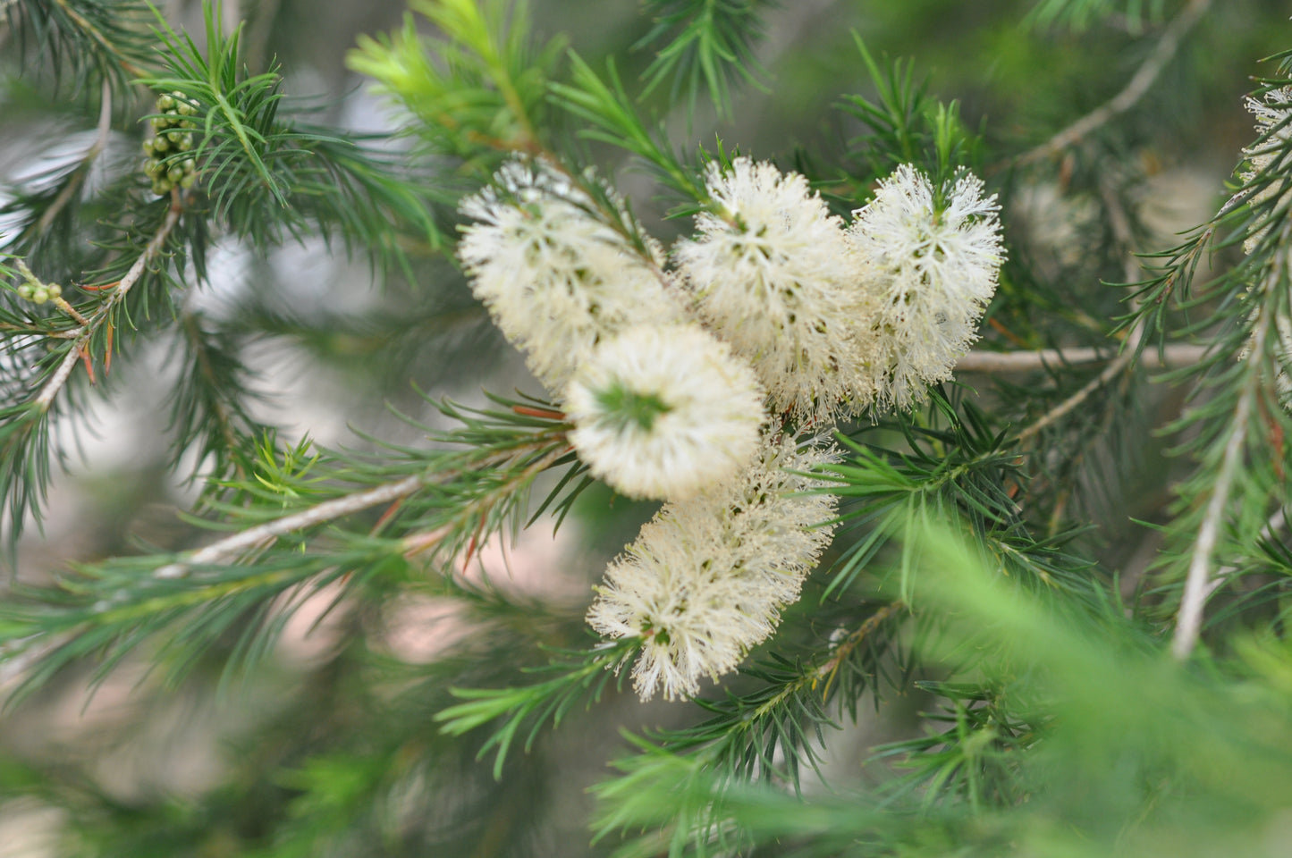 White Japanese Bottlebrush