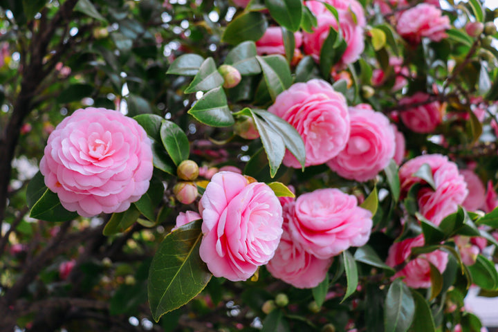 Heirloom Non-GMO Camellia Flower Seeds for Planting – Elegant Evergreen Garden Blooms