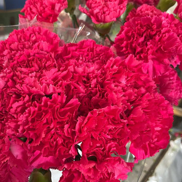 Heirloom Non-GMO Dark Pink Carnation Flower Seeds for Planting – Fragrant Garden Seeds