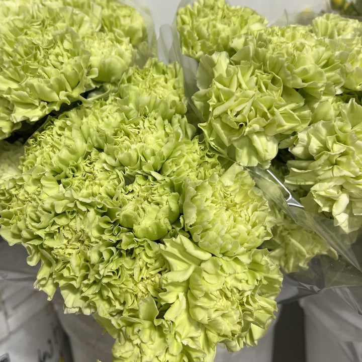 Heirloom Non-GMO Carnation Dianthus Caryophyllus Flower Seeds for Planting