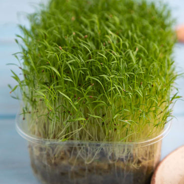 Carrot – Organic Microgreen Seed
